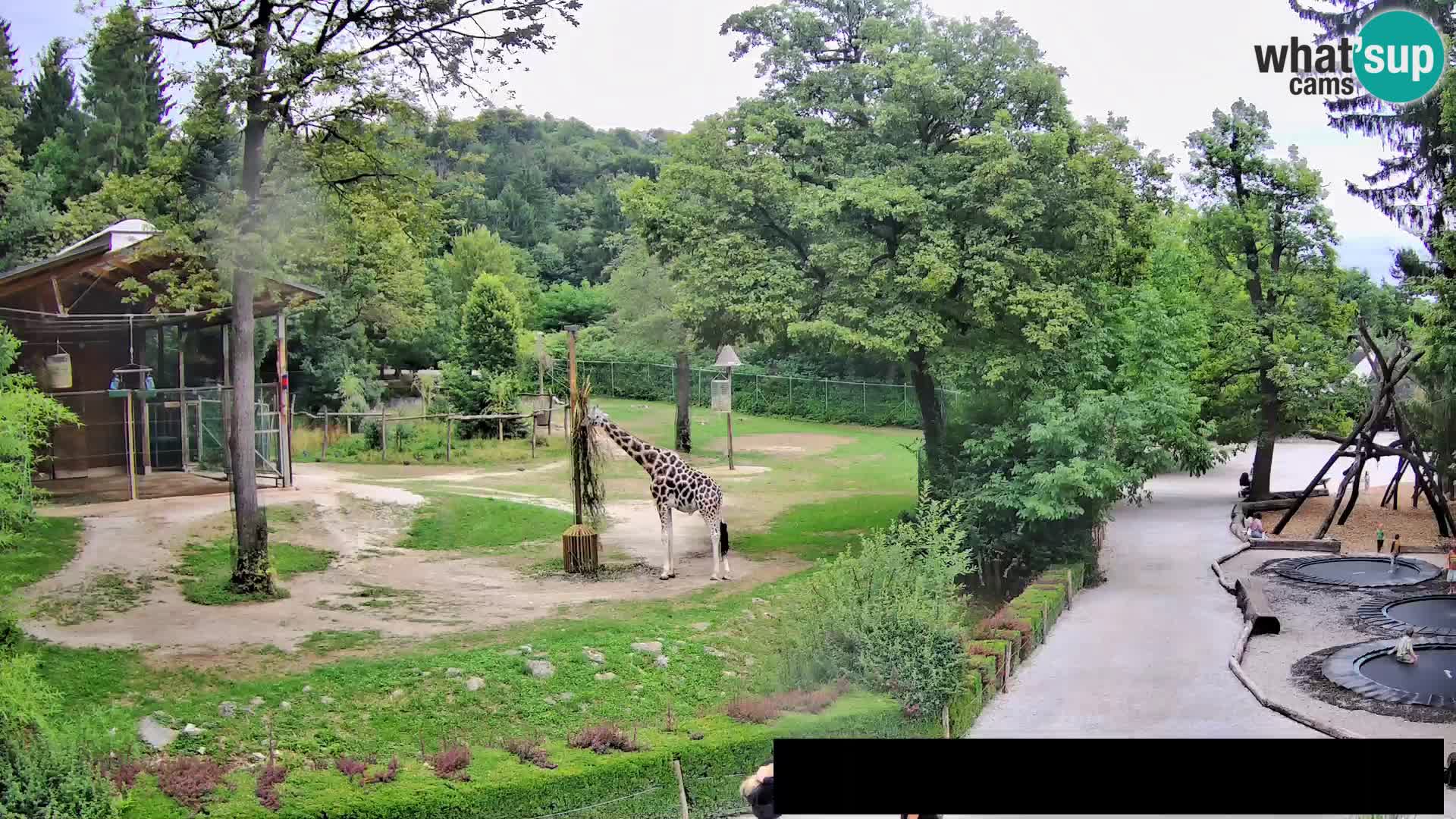 Webcam Zoo Ljubljana – Giraffes