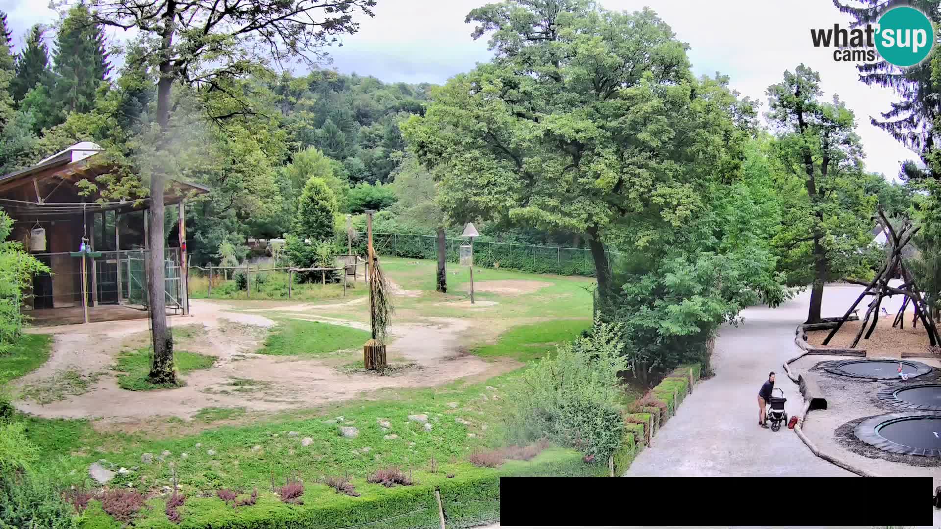 Webcam Zoo Ljubljana – Giraffes