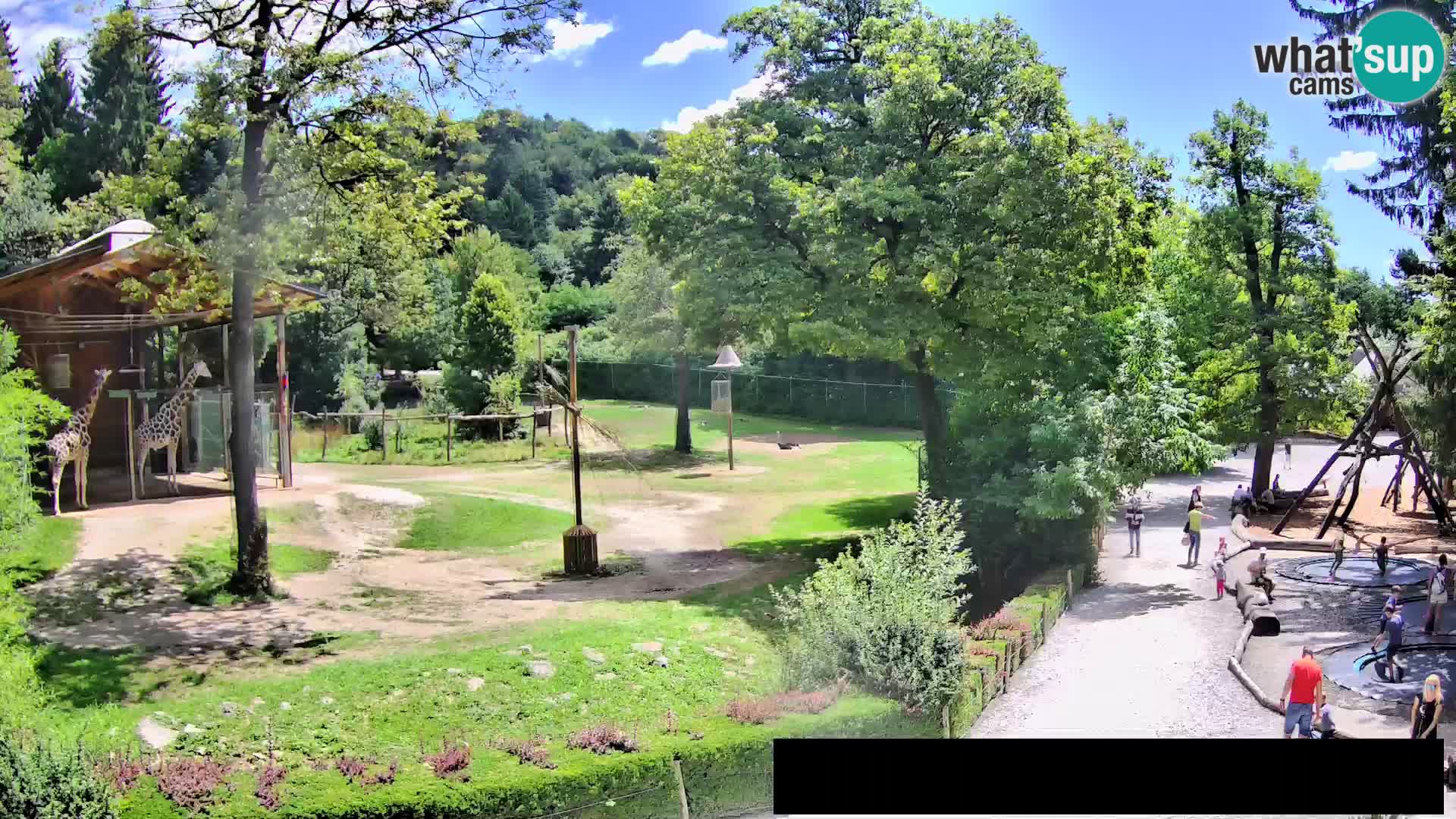 Webcam Zoo Ljubljana – Giraffes