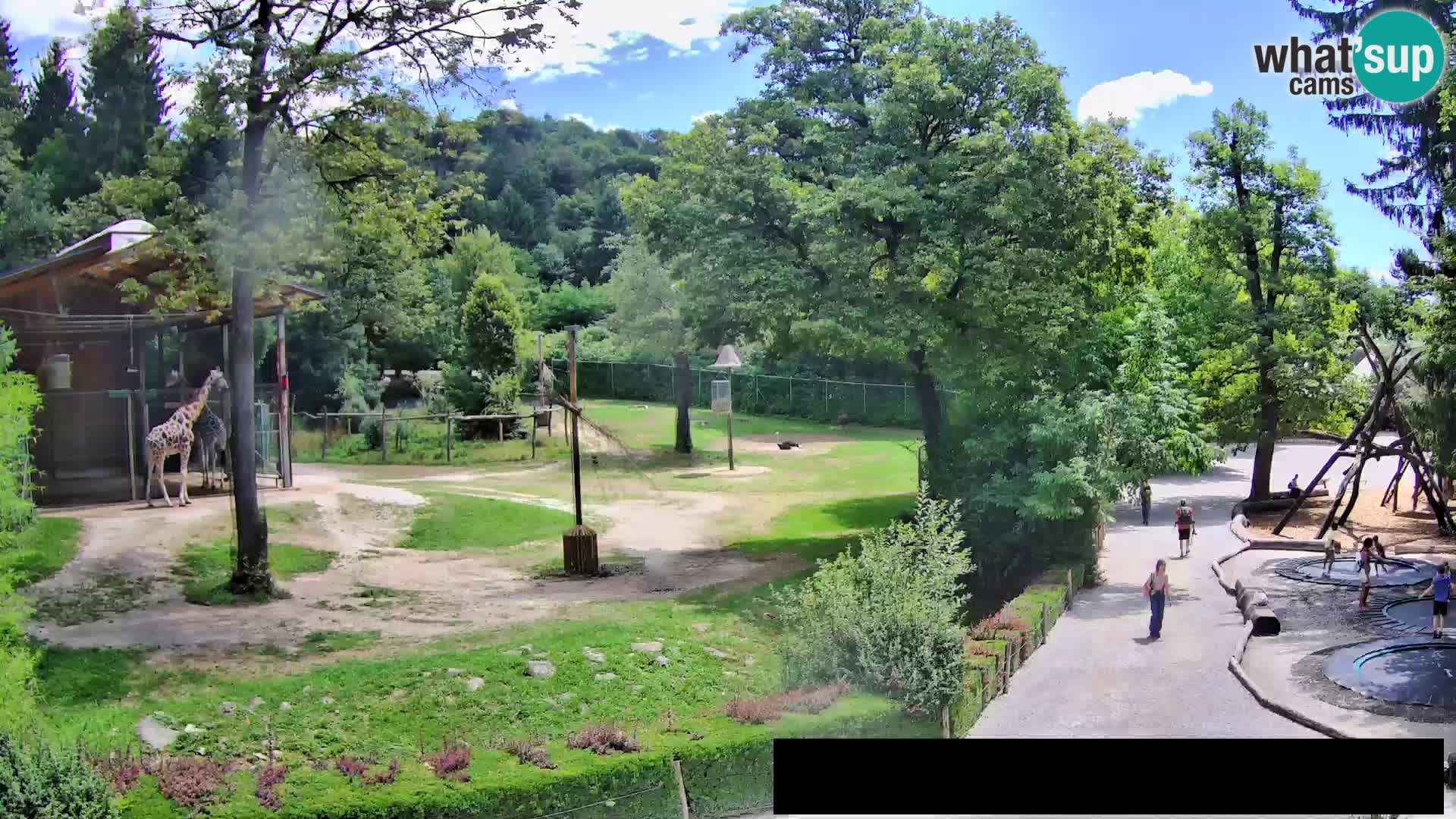 Webcam Zoo Ljubljana – Giraffen