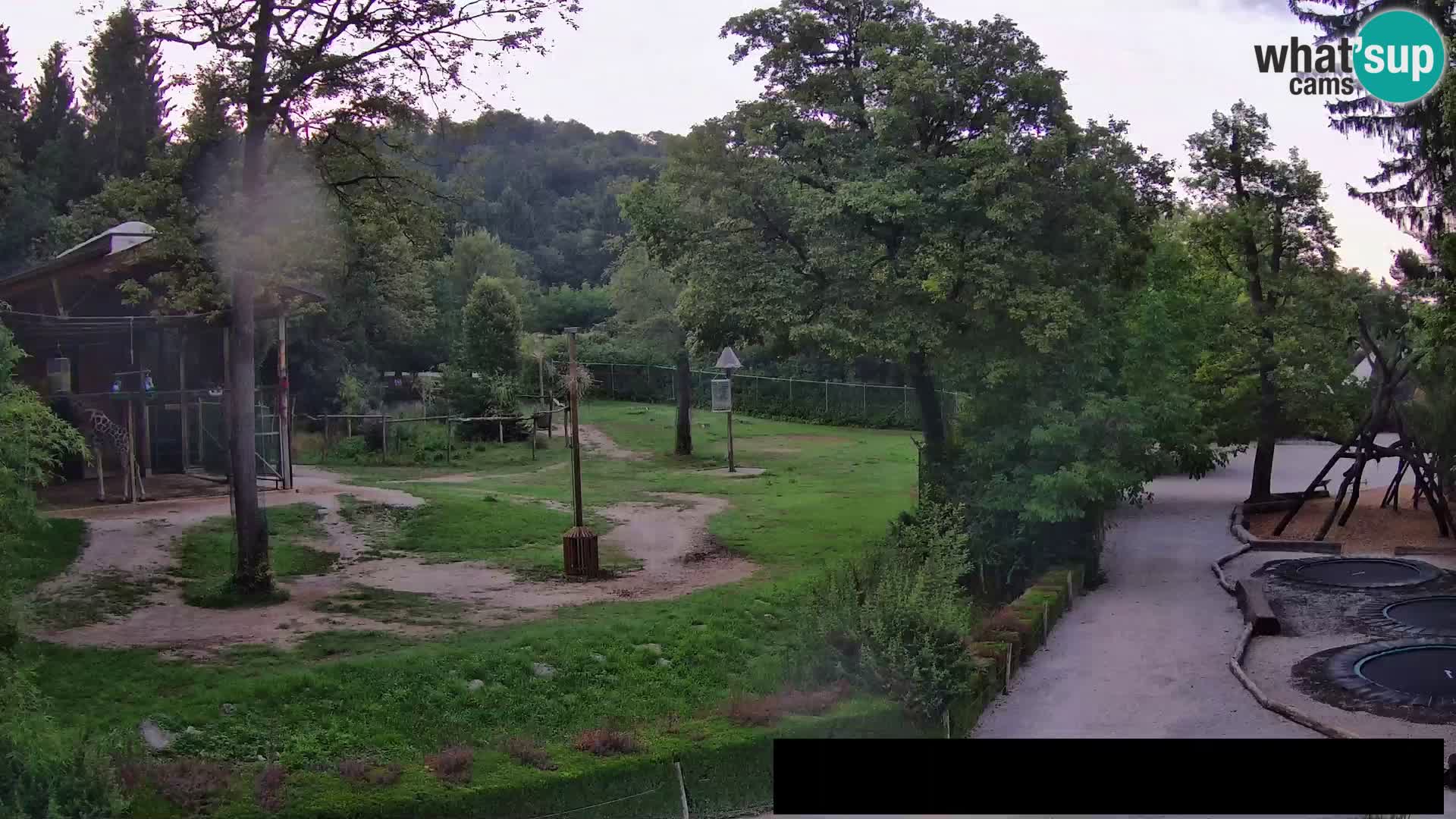 Webcam Zoo Ljubljana – Giraffes