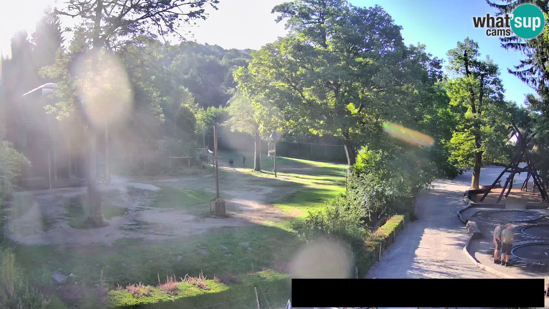 Webcam Zoo Ljubljana – Giraffes