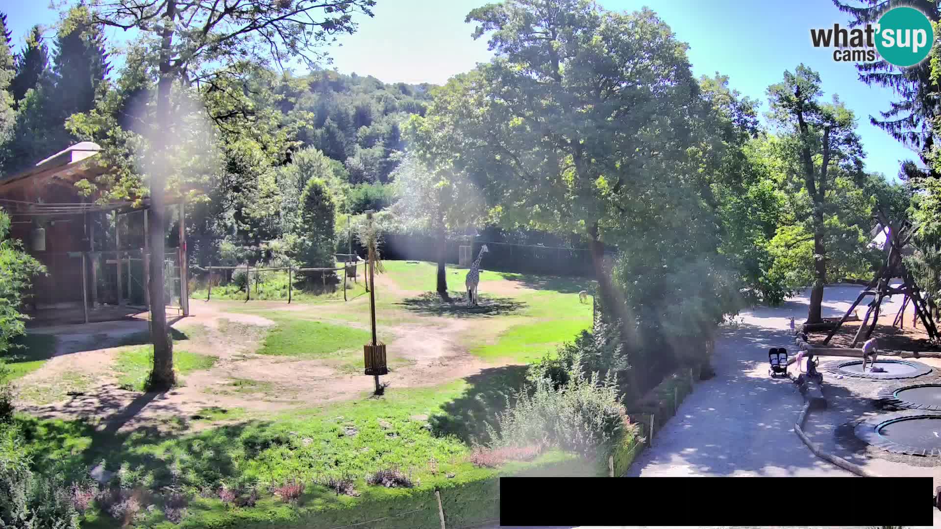 Webcam live Zoo Lubiana – Giraffe