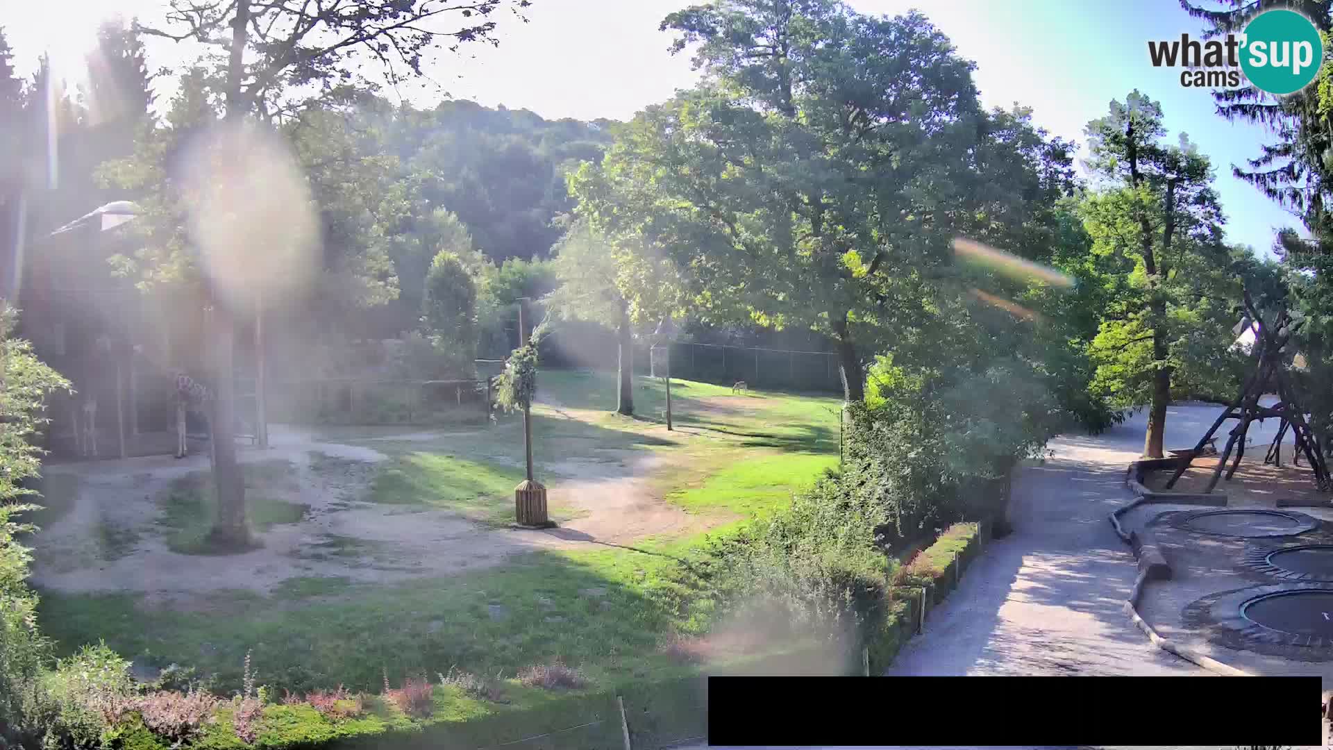Webcam Zoo Ljubljana – Giraffes