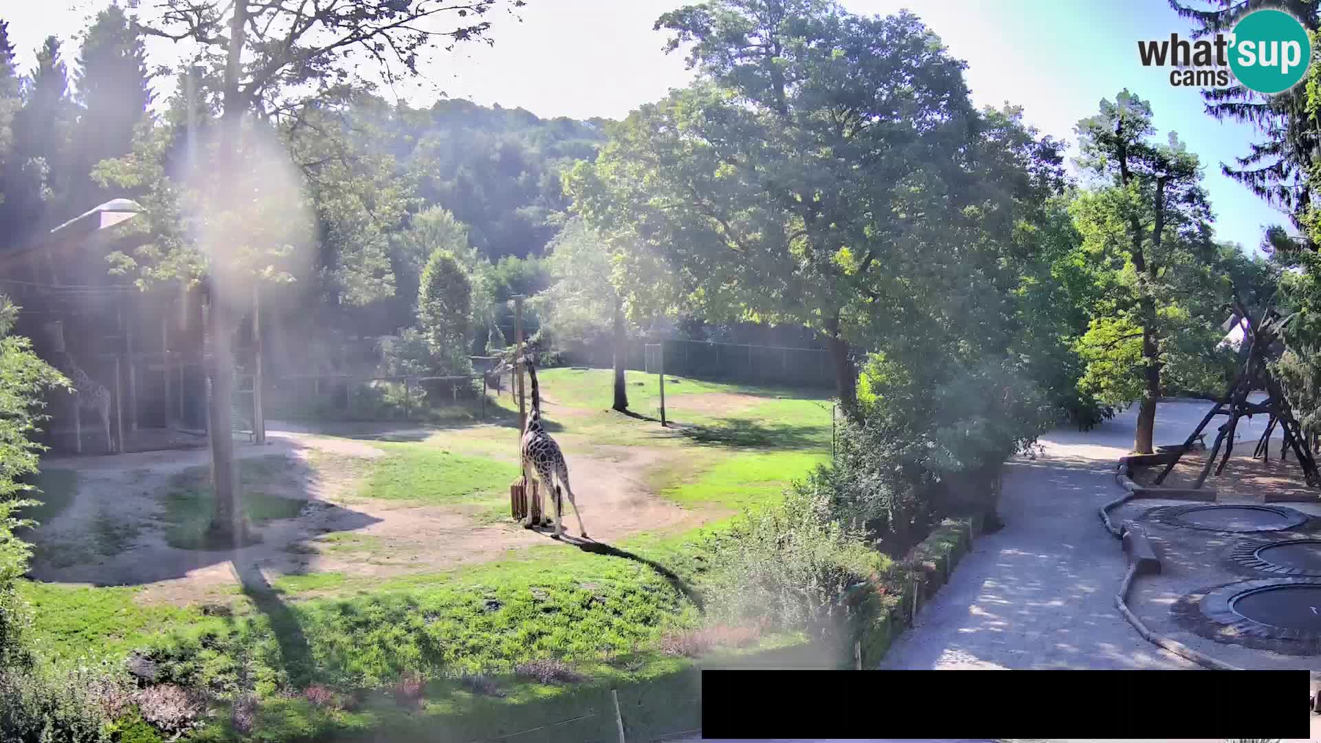 Webcam Zoo Ljubljana – Giraffes