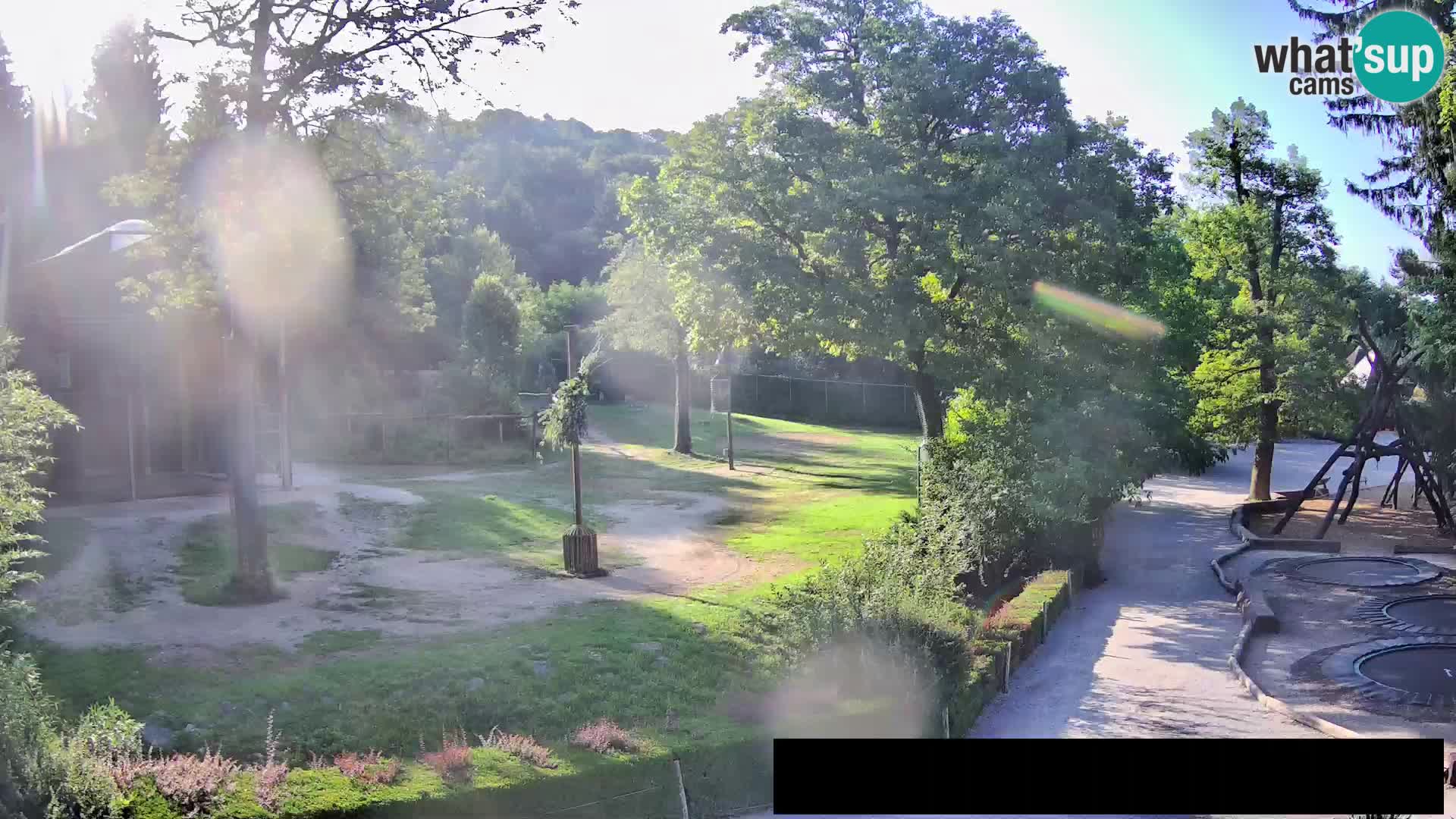 Webcam live Zoo Lubiana – Giraffe