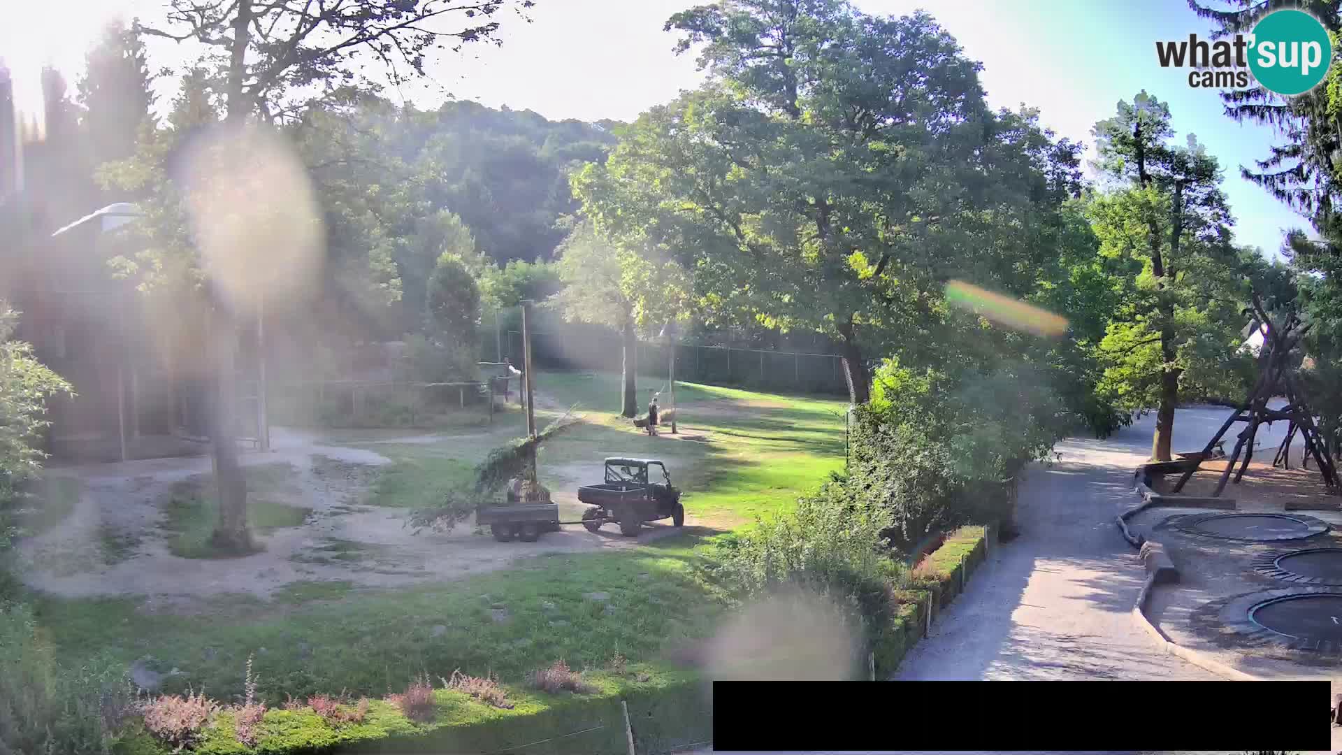 Webcam Zoo Ljubljana – Jirafas