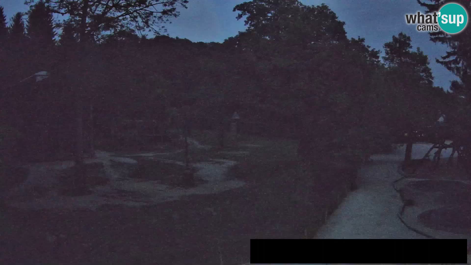 Webcam Zoo Ljubljana – Giraffes