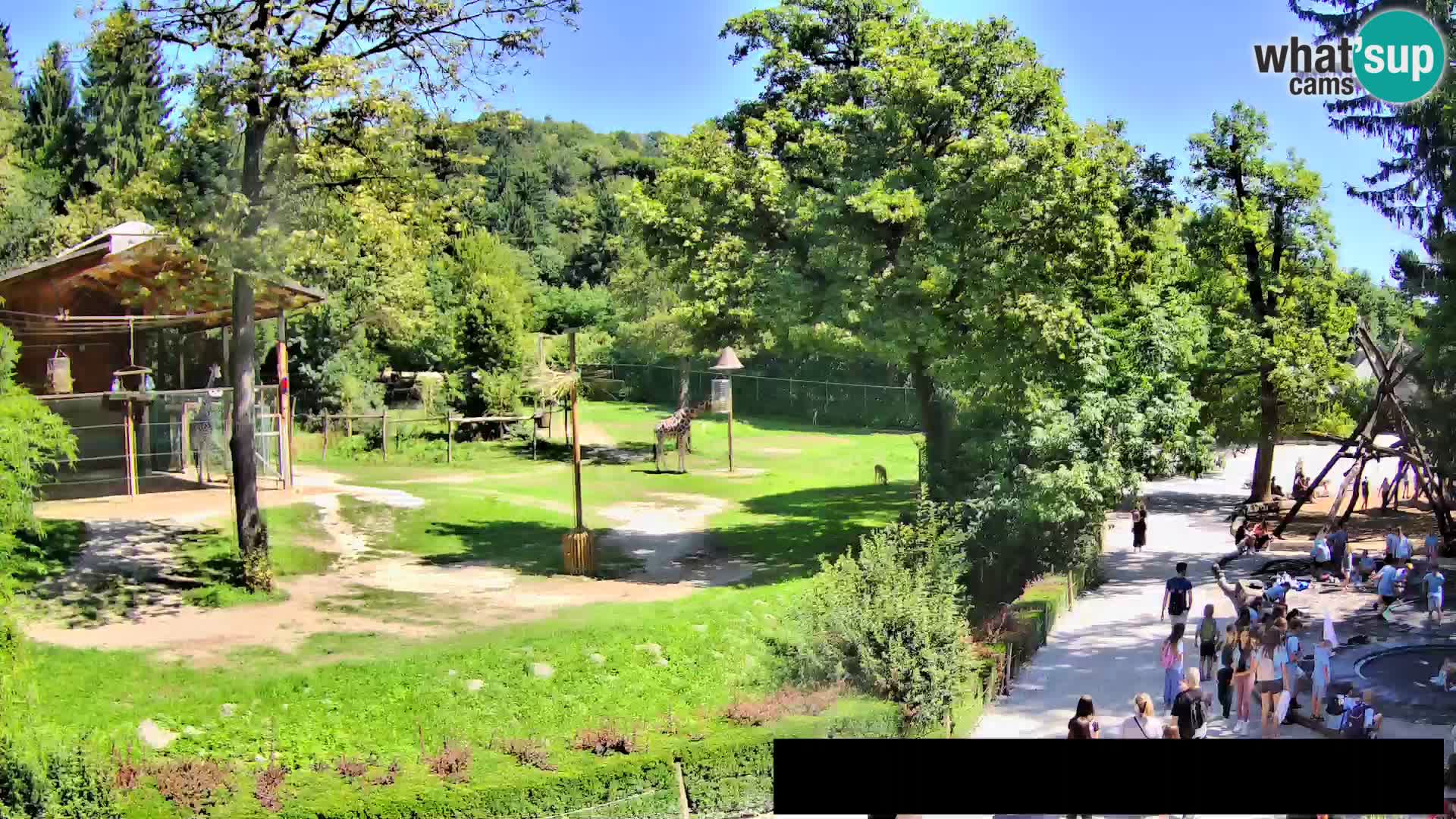 Webcam Zoo Ljubljana – Giraffen