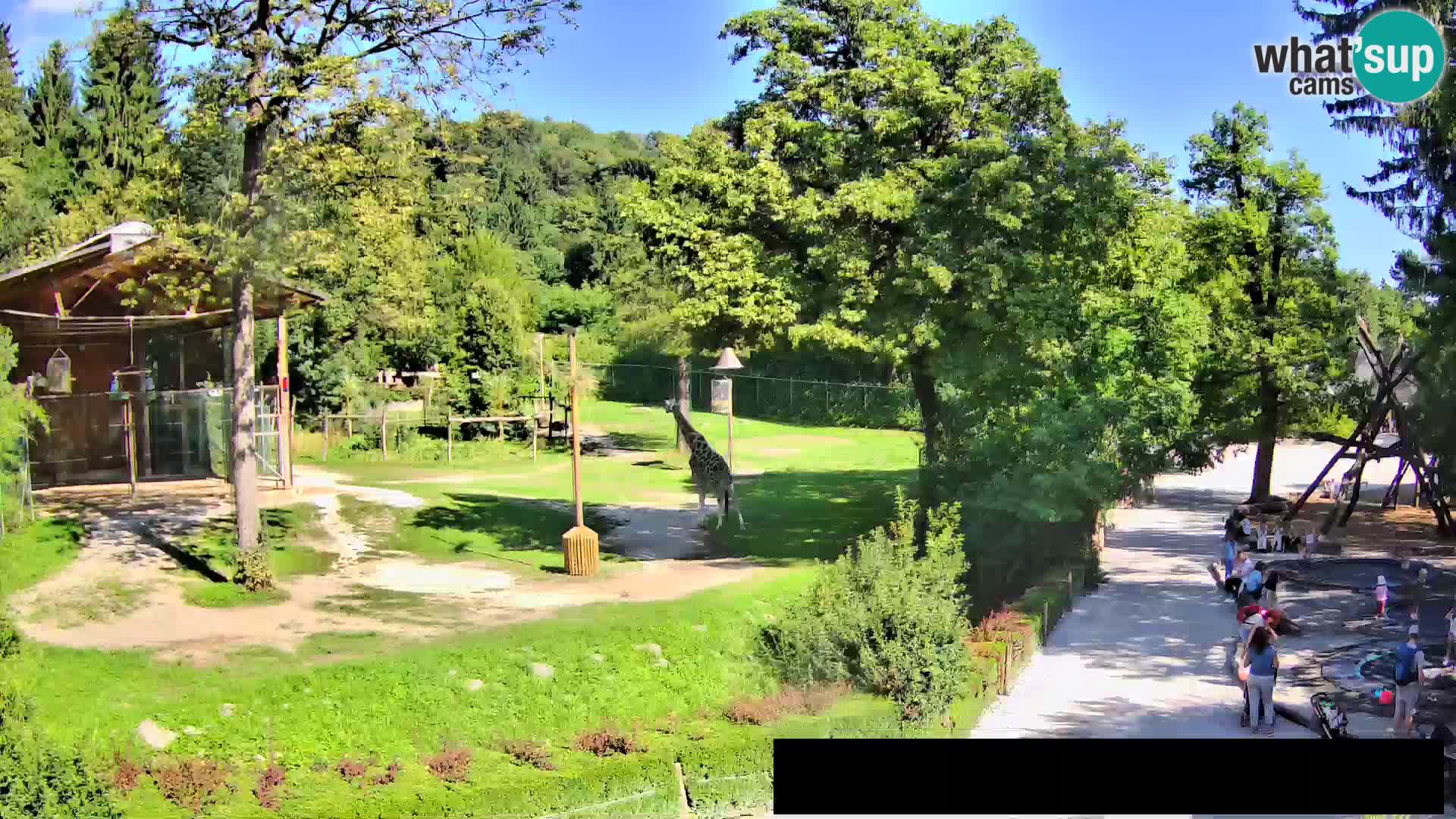 Webcam Zoo Ljubljana – Giraffen