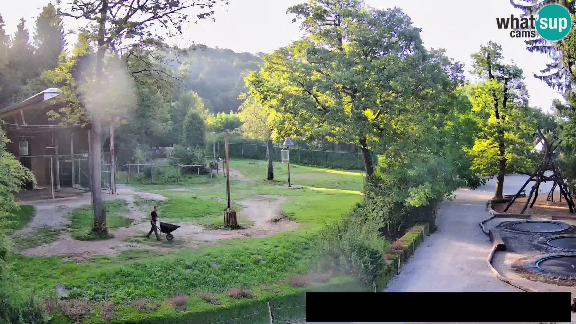 Webcam Zoo Ljubljana – Giraffes