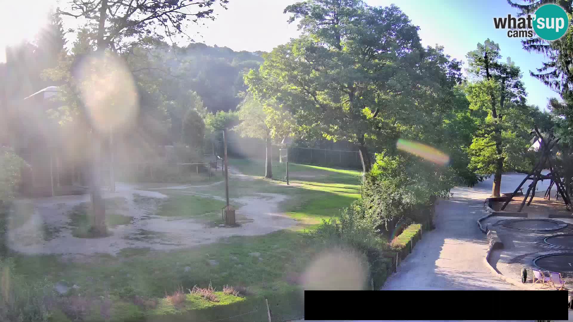 Webcam Zoo Ljubljana – Giraffes