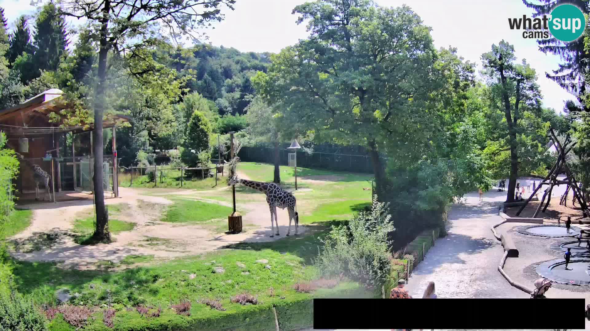 Webcam live Zoo Lubiana – Giraffe