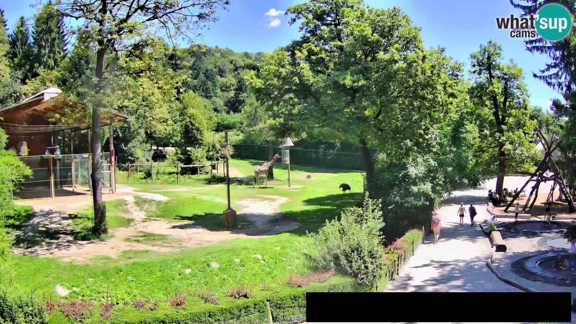 Webcam Zoo Ljubljana – Giraffen