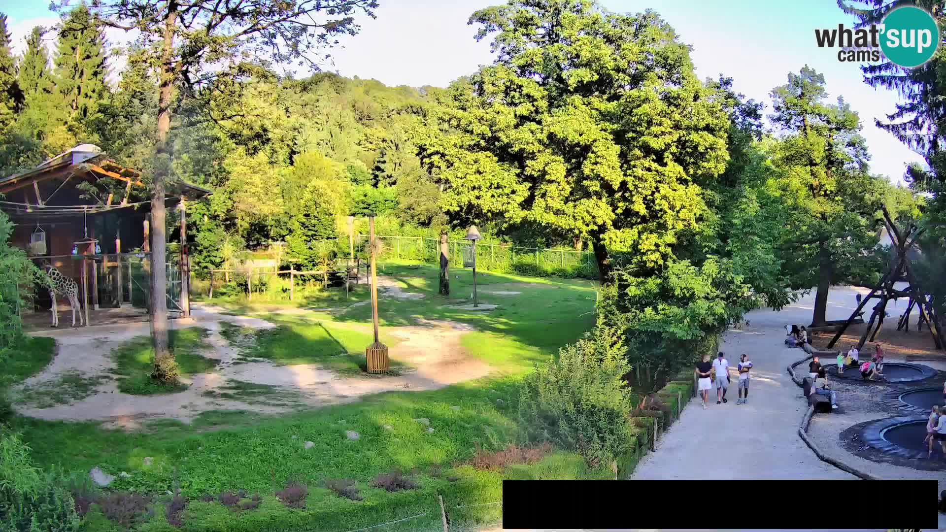 Webcam Zoo Ljubljana – Giraffen