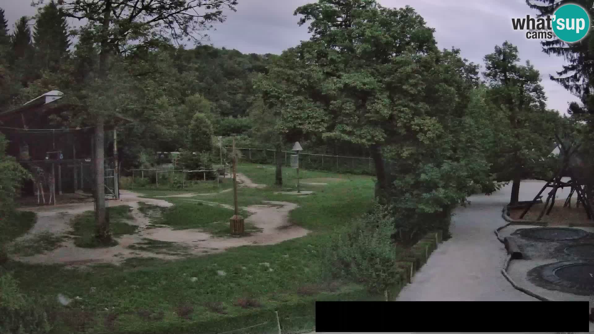 Webcam Zoo Ljubljana – Jirafas