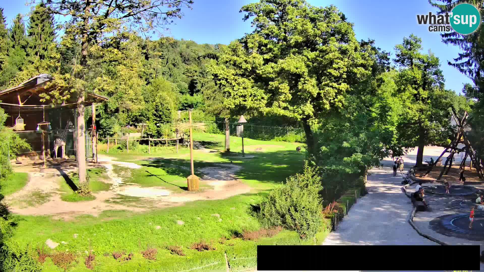 Webcam Zoo Ljubljana – Giraffes