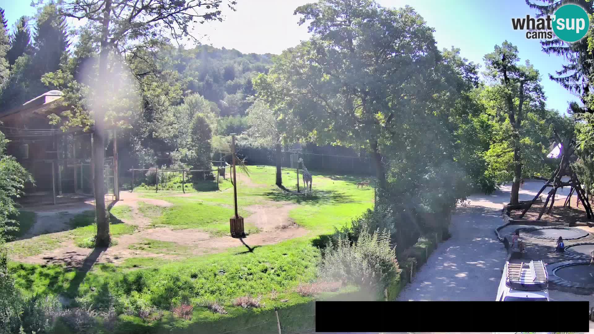 Webcam live Zoo Lubiana – Giraffe