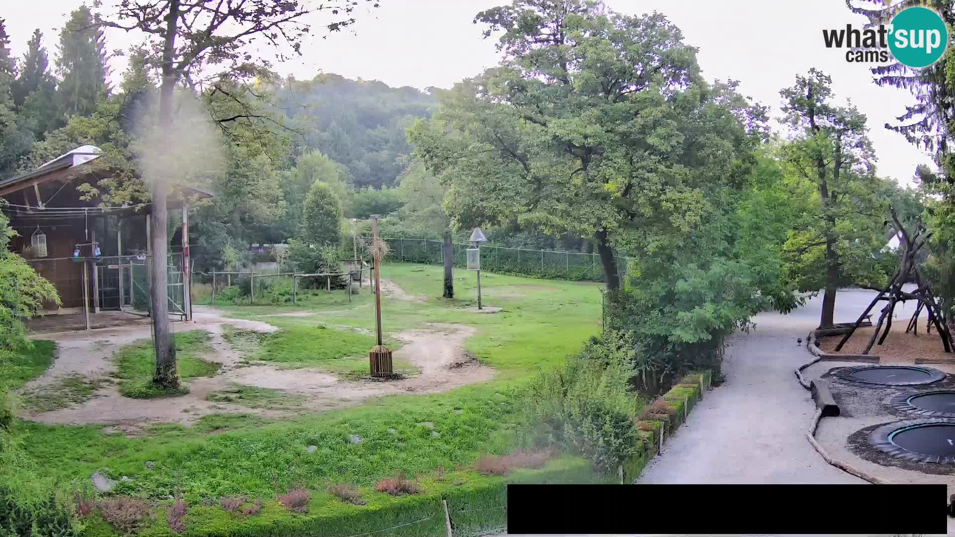 Webcam Zoo Ljubljana – Giraffes