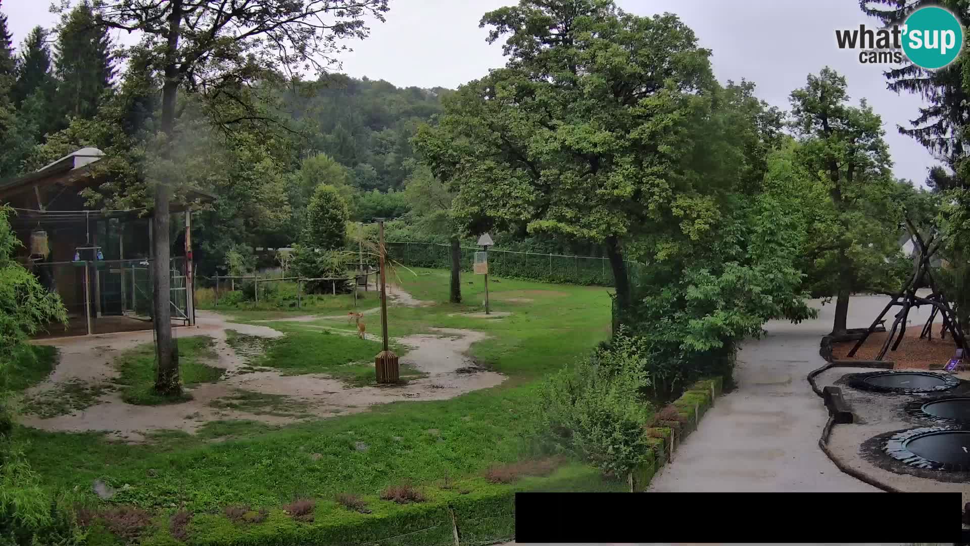 Webcam Zoo Ljubljana – Giraffes