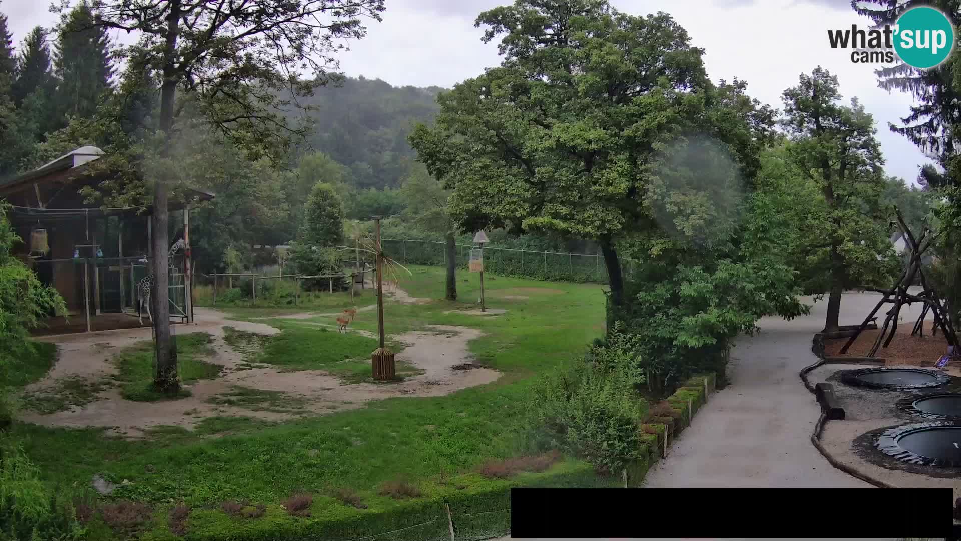 Webcam Zoo Ljubljana – Giraffes