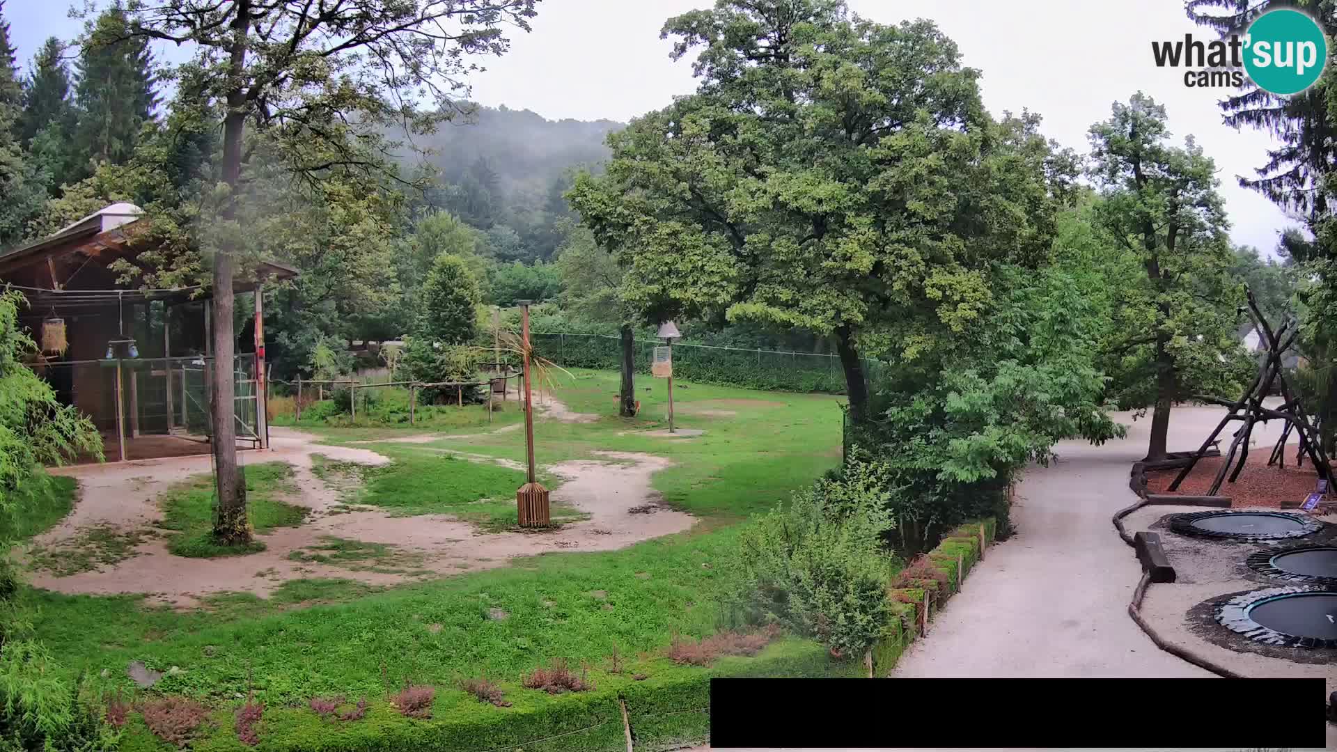 Webcam Zoo Ljubljana – Giraffes