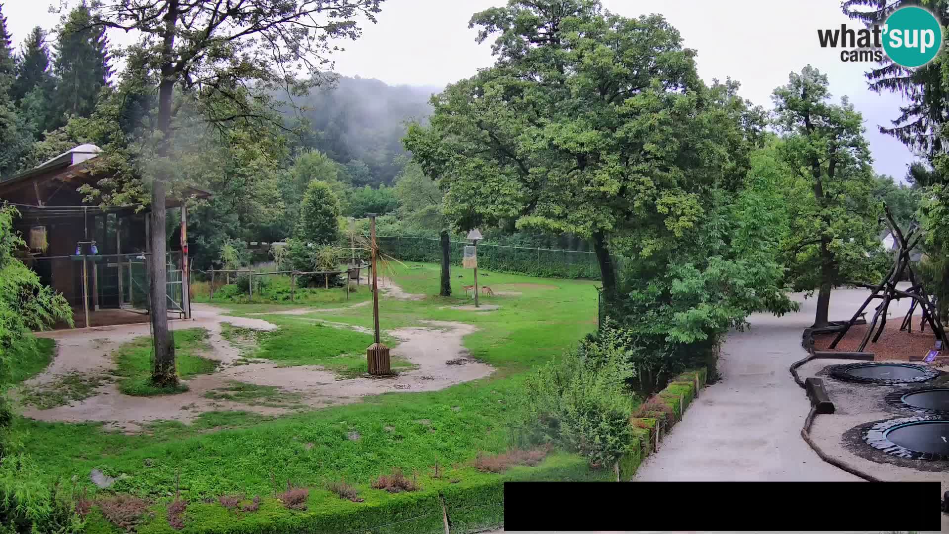 Webcam Zoo Ljubljana – Giraffes
