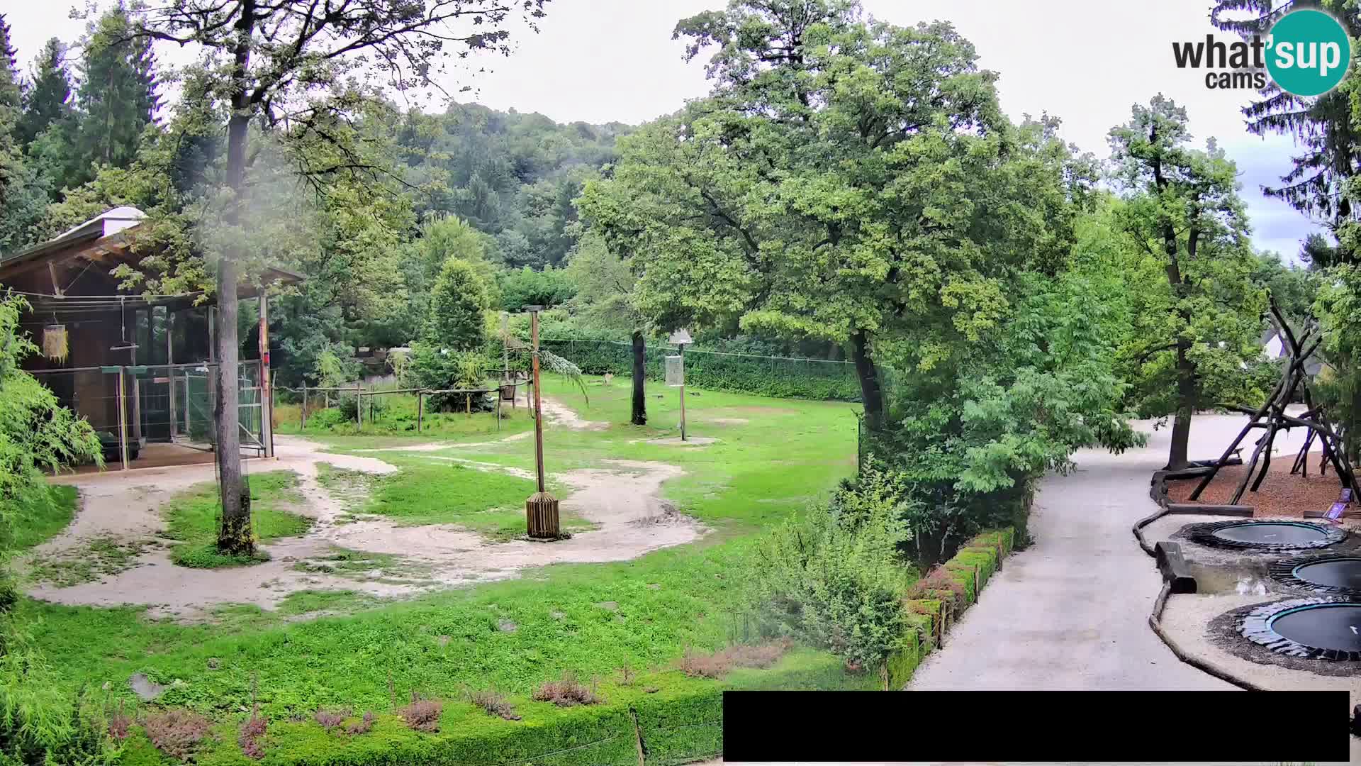 Webcam Zoo Ljubljana – Giraffes