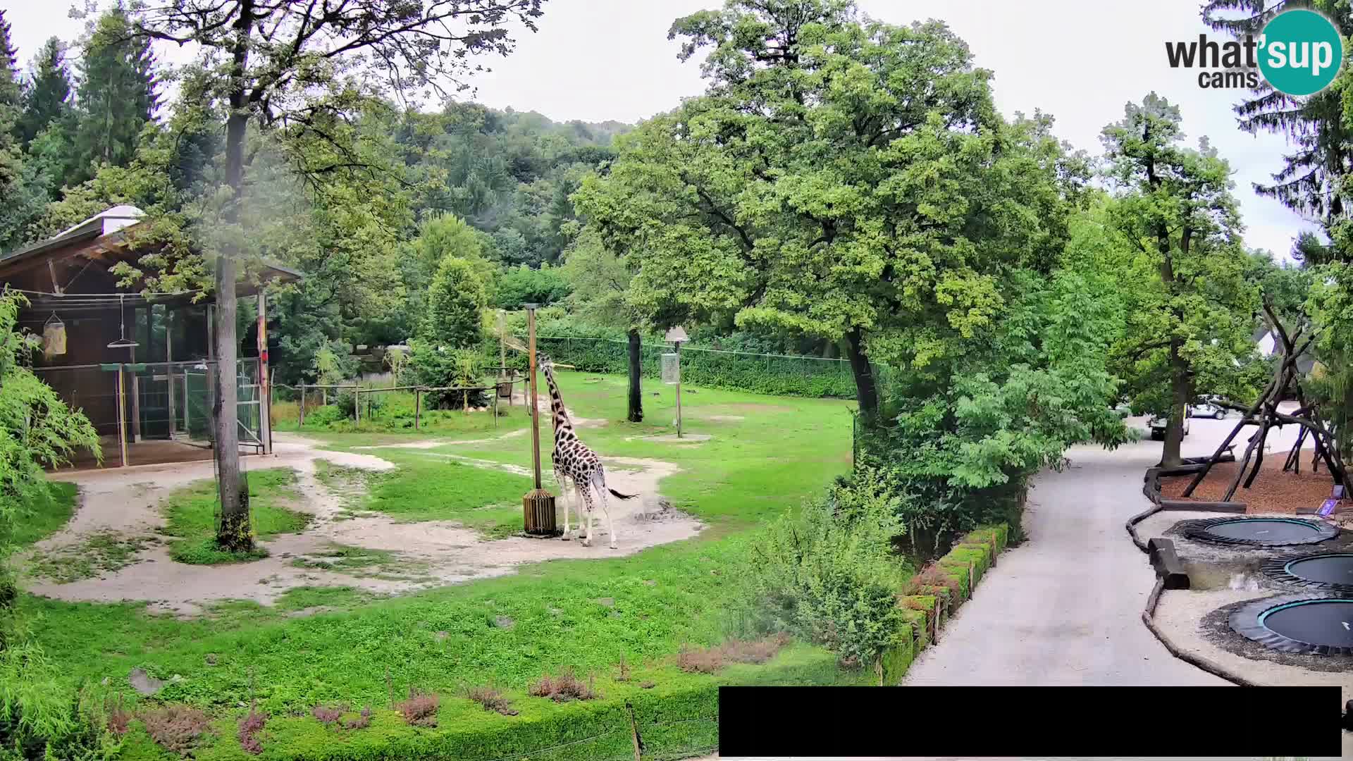 Webcam Zoo Ljubljana – Giraffes