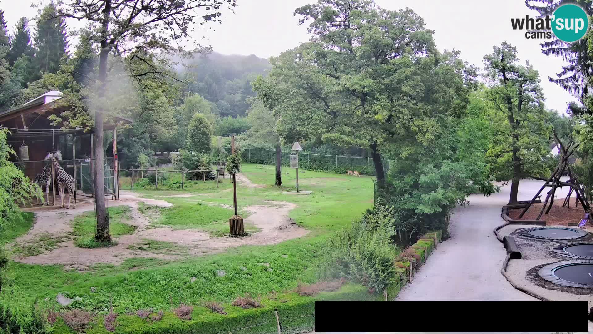Webcam Zoo Ljubljana – Giraffes