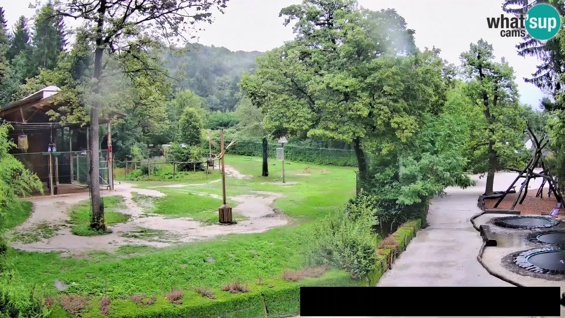 Webcam Zoo Ljubljana – Giraffes