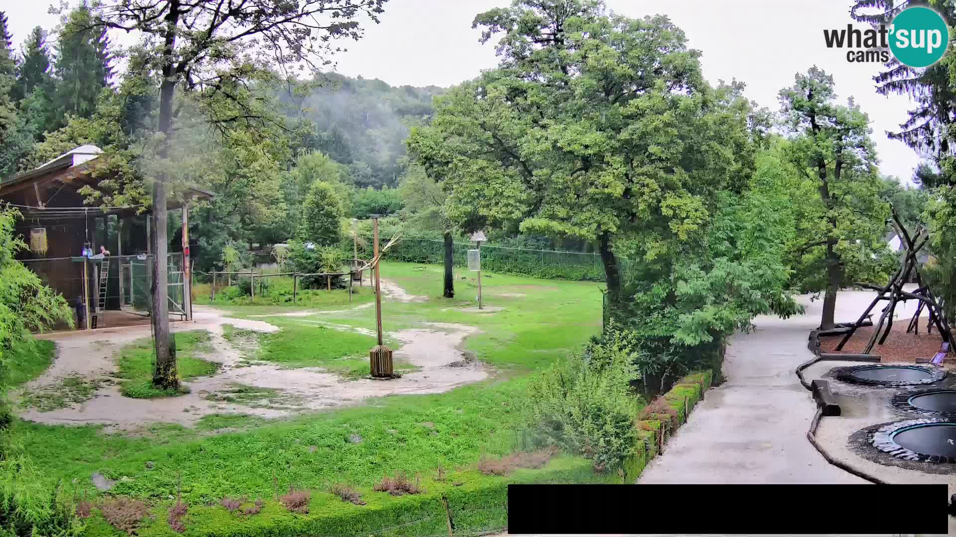 Webcam live Zoo Lubiana – Giraffe