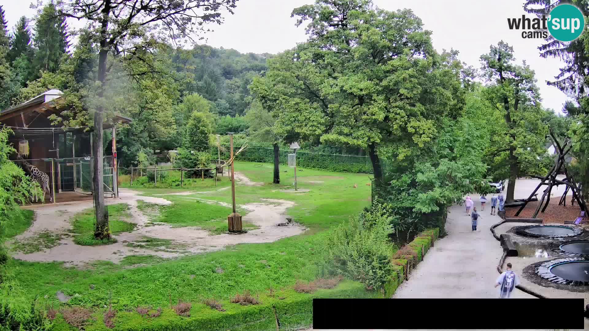 Web kamera Zoo Ljubljana – Žirafe