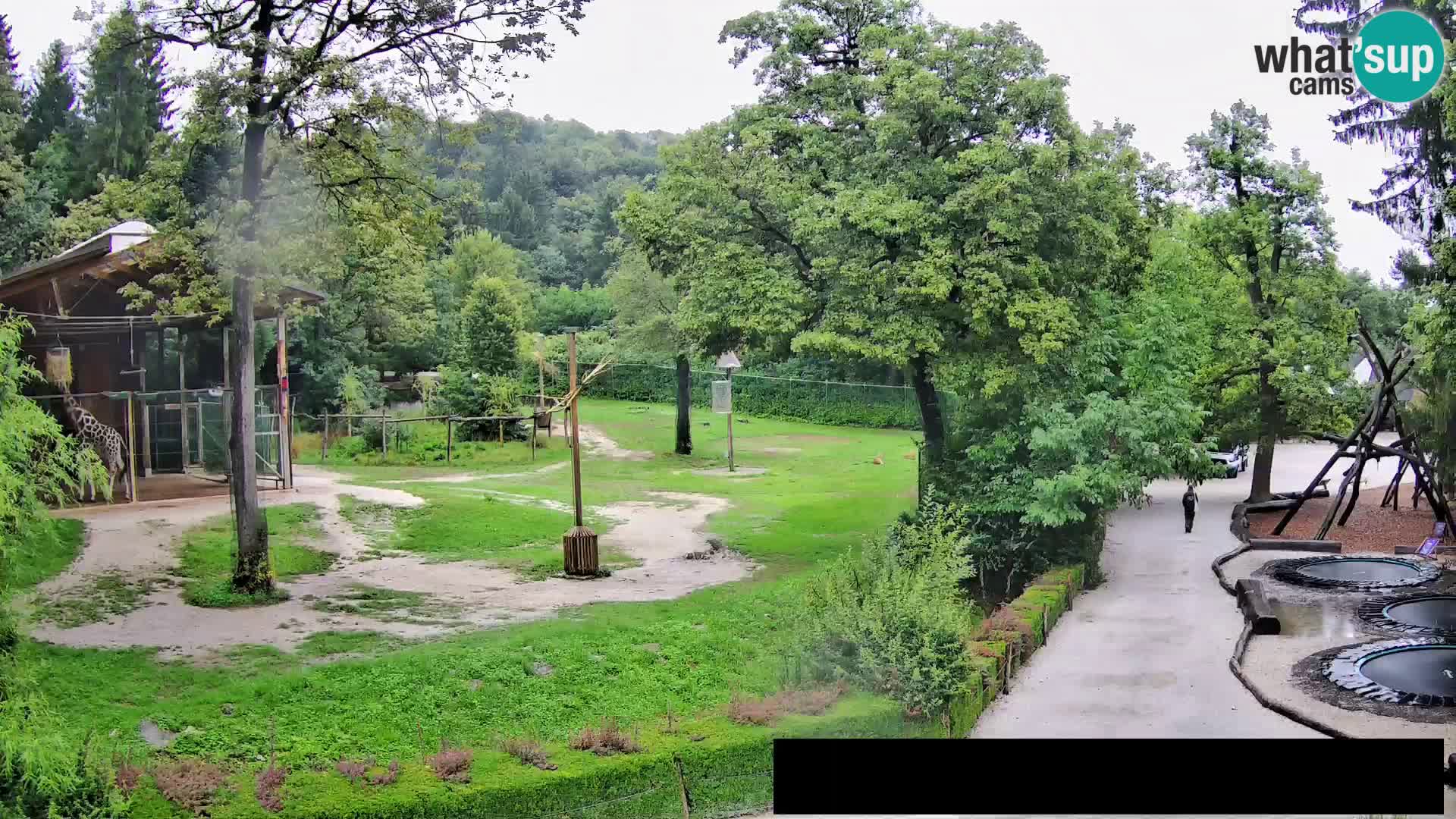 Webcam Zoo Ljubljana – Giraffes