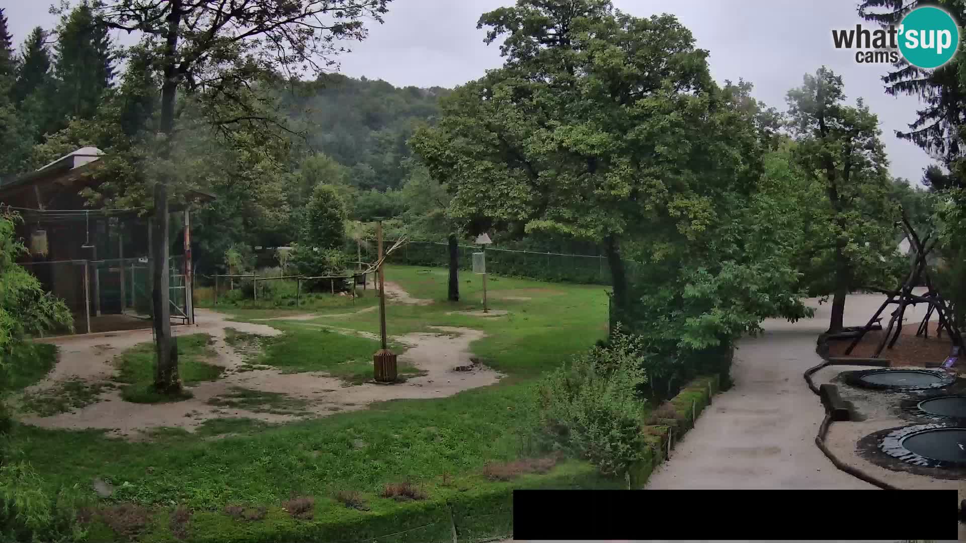 Webcam Zoo Ljubljana – Giraffes