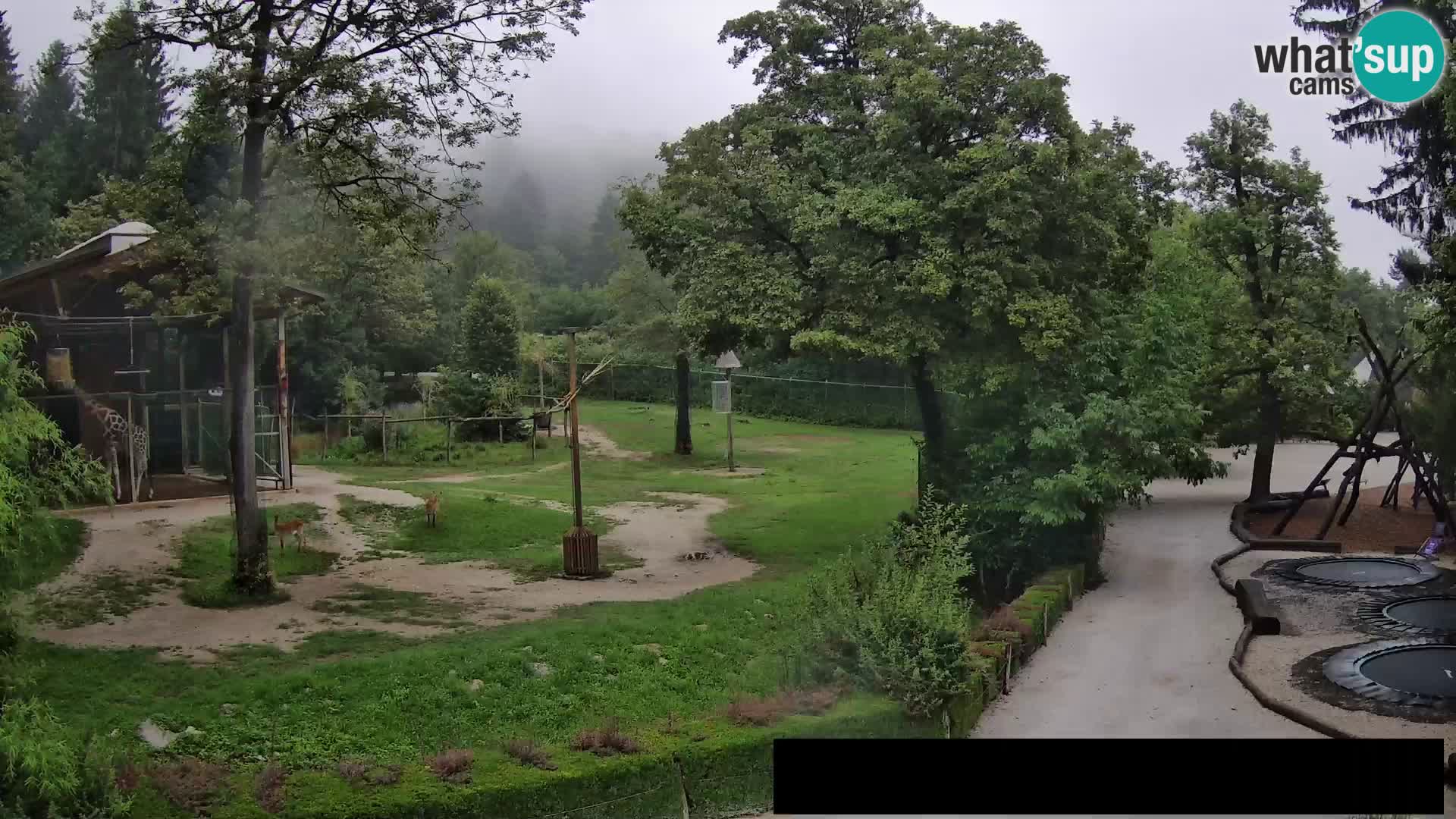 Webcam live Zoo Lubiana – Giraffe