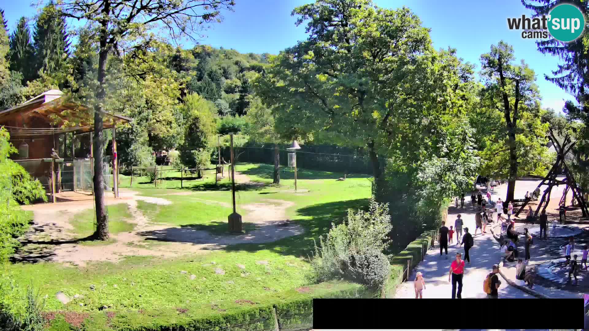 Webcam Zoo Ljubljana – Giraffes