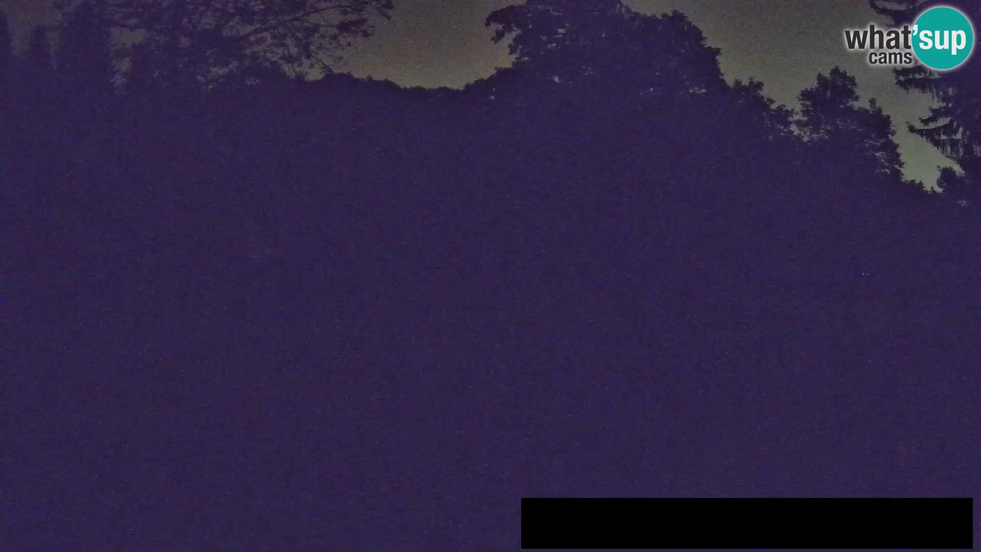 Webcam live Zoo Lubiana – Giraffe