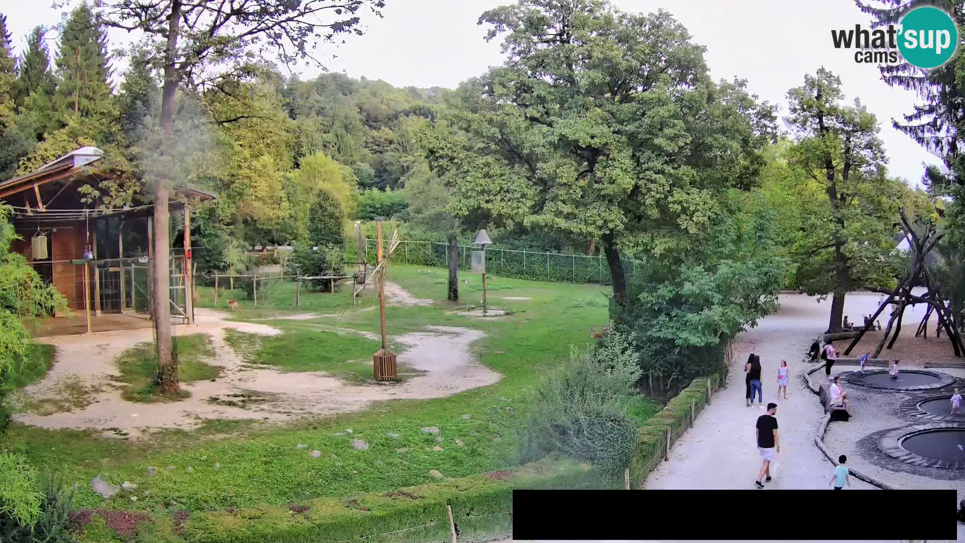 Webcam Zoo Ljubljana – Giraffes