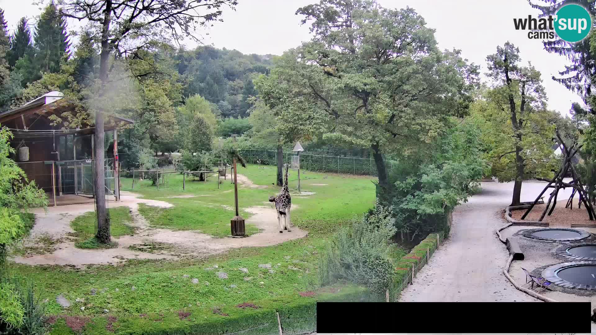 Spletna kamera Živalski vrt Ljubljana – Žirafe