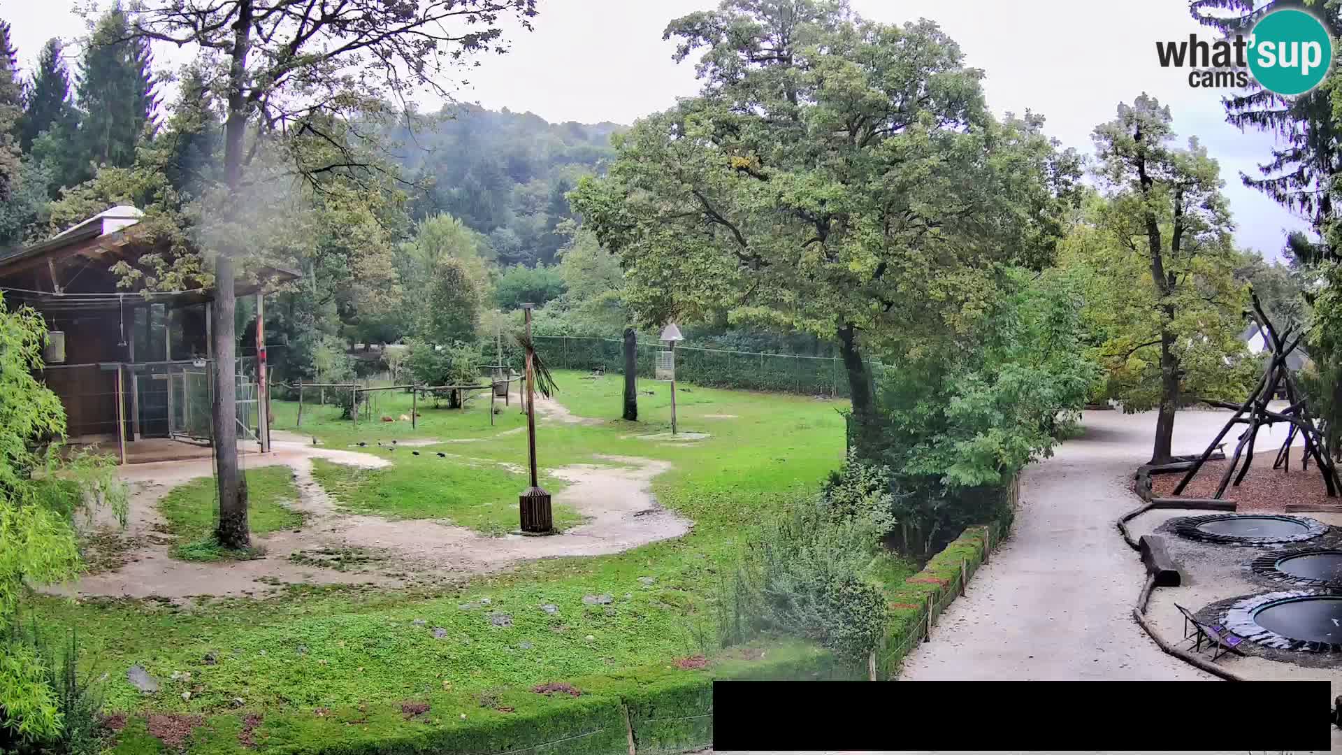 Webcam Zoo Ljubljana – Giraffes