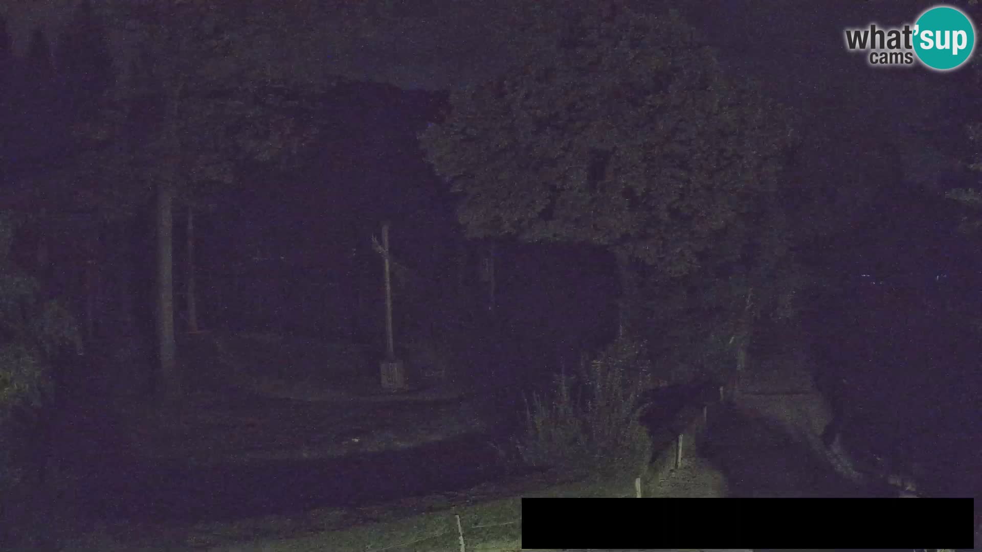 Webcam Zoo Ljubljana – Giraffen