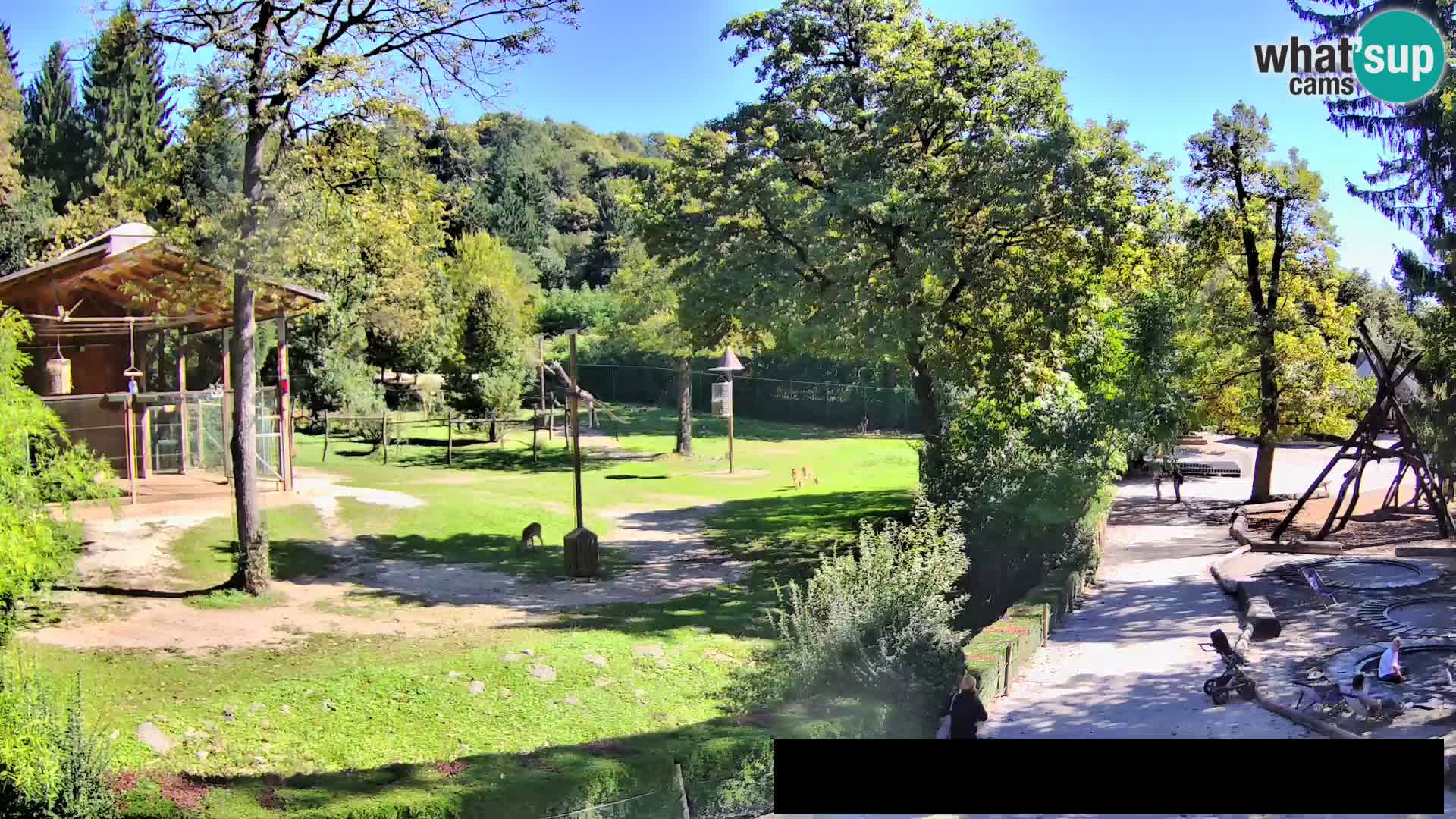 Webcam Zoo Ljubljana – Giraffes