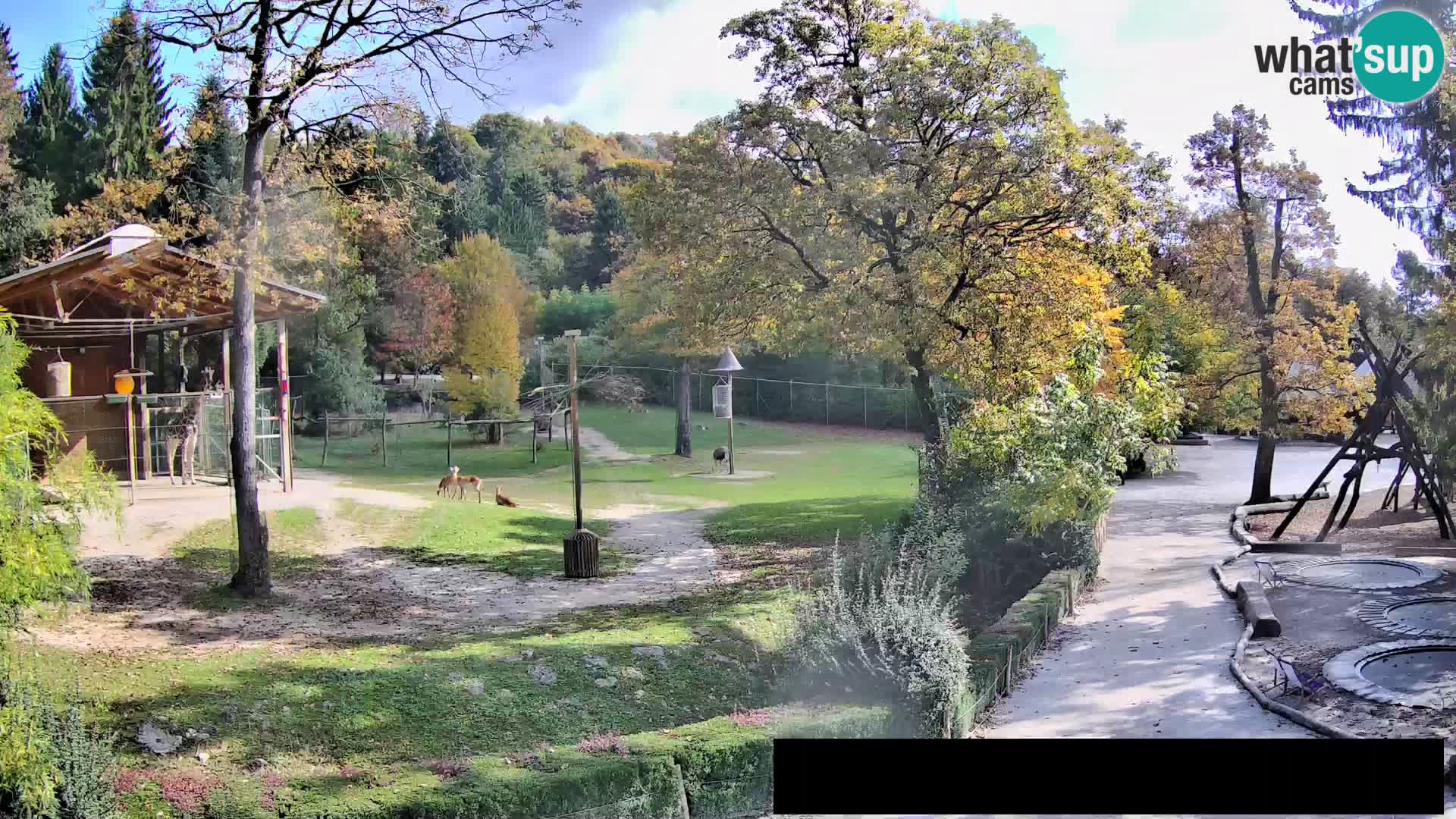 Webcam live Zoo Lubiana – Giraffe