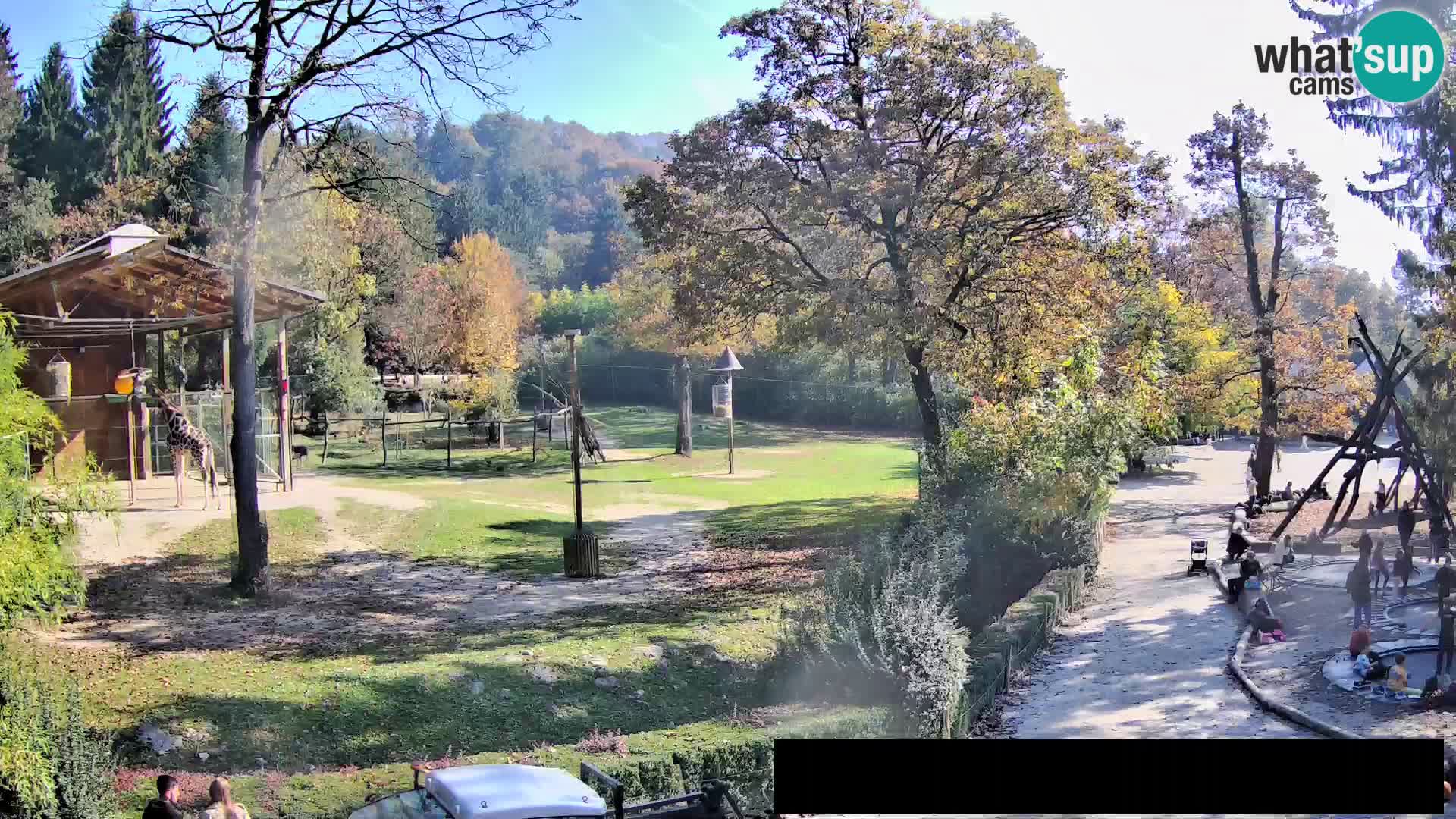 Webcam Zoo Ljubljana – Giraffes