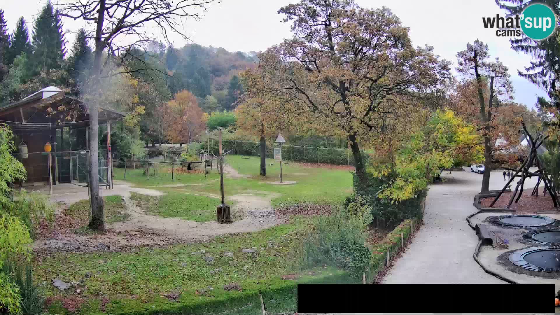 Spletna kamera Živalski vrt Ljubljana – Žirafe