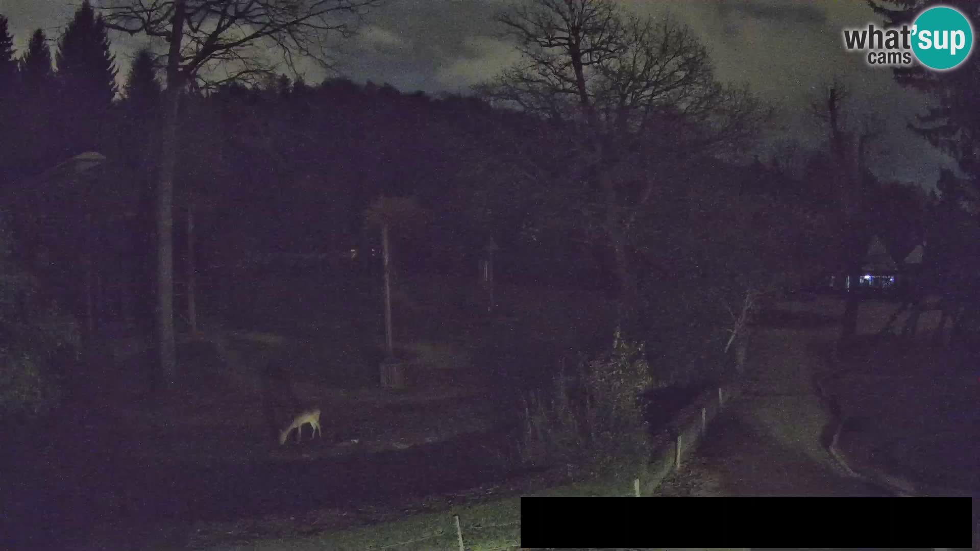 Webcam Zoo Ljubljana – Giraffes