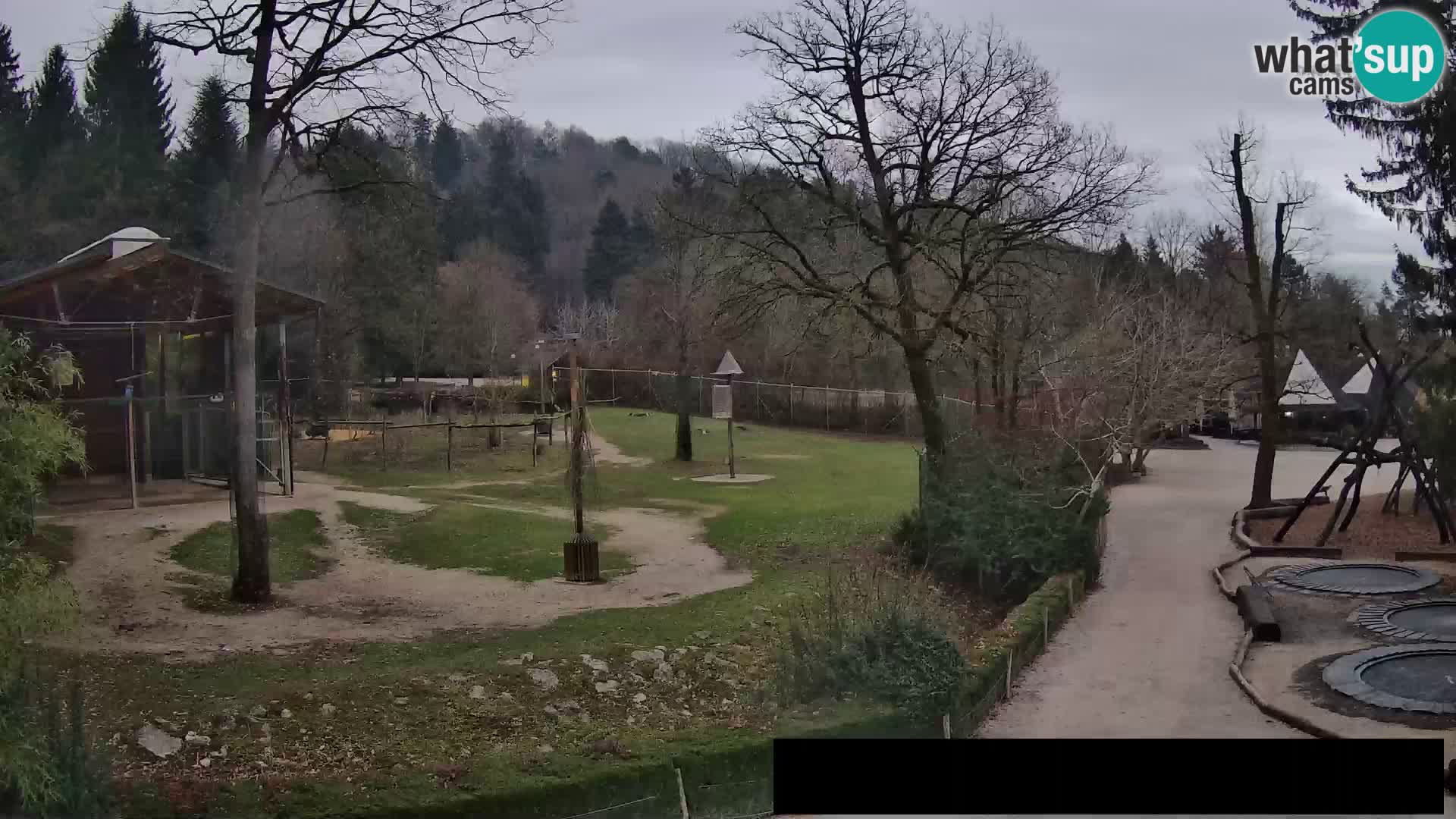 Webcam live Zoo Lubiana – Giraffe