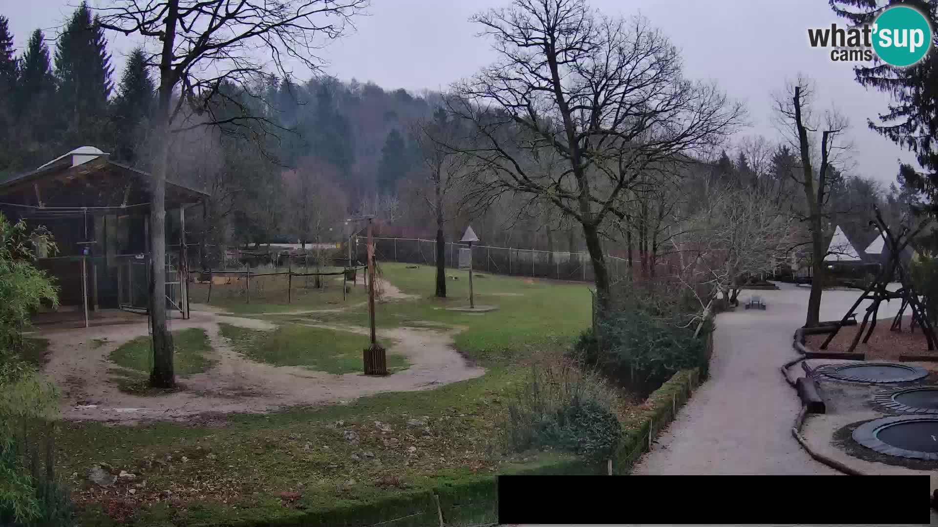 Webcam Zoo Ljubljana – Jirafas