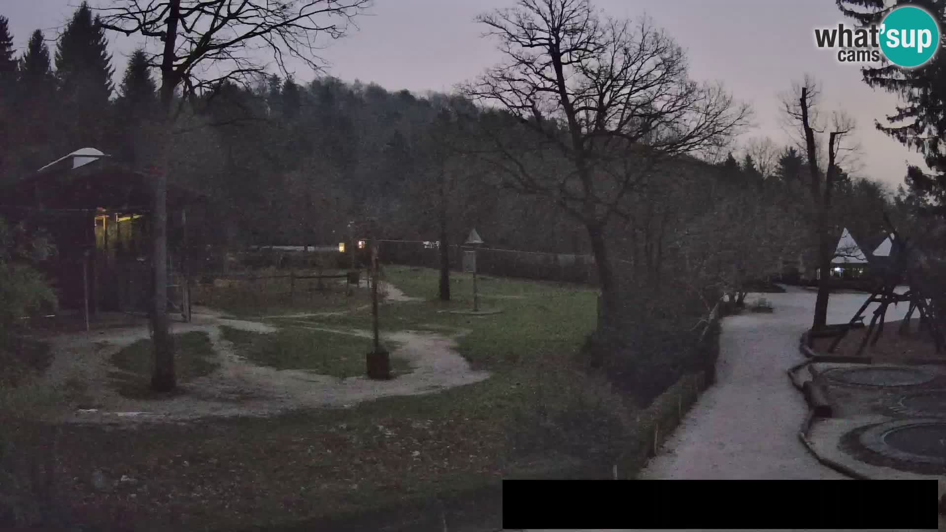 Webcam live Zoo Lubiana – Giraffe